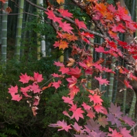 Red maple leaves on green bamboo - Kyoto.