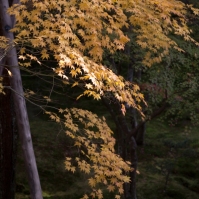Sublime Autumn yellow - Kyoto.
