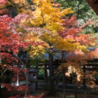 Ryoanji - courtyard colour