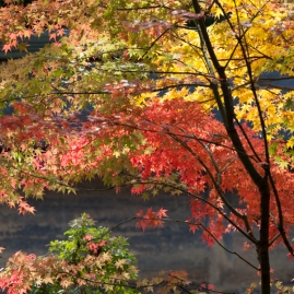 Ryoanji - autumn colour over the karesansui