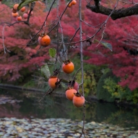 Ryoanji - autumn fruit