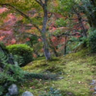 Tenryu-ji Temple - garden scene