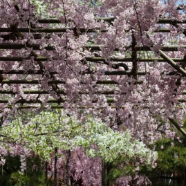 Cherry Blossom - Kyoto - Heian Shrine pic 2