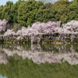 Cherry Blossom - Kyoto - Heian Shrine pic 9