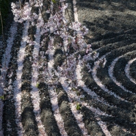 Cherry Blossom - Kyoto - Taizo-in pic 1