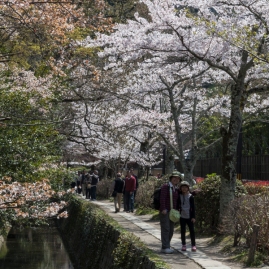 Sakura along the Philosopher's Path