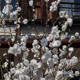Young Sakura Tree
