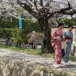 Sakura in Kyoto - pic 6