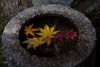 Autumn leaves in stone basin