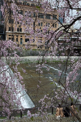 Enjoying the Sakura - pic 2