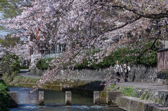 Strolling under the Sakura